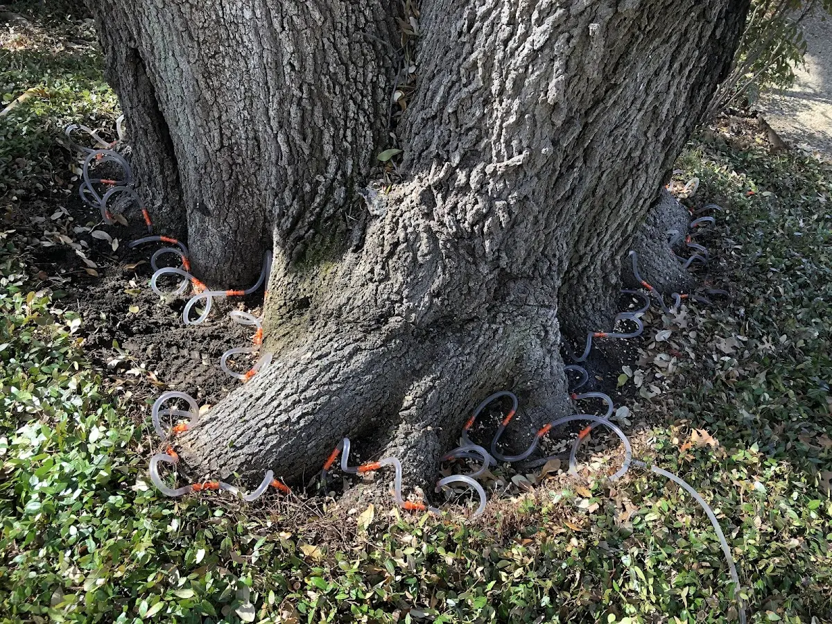 Detailed Tree Cabling and Bracing job site in Brookfield