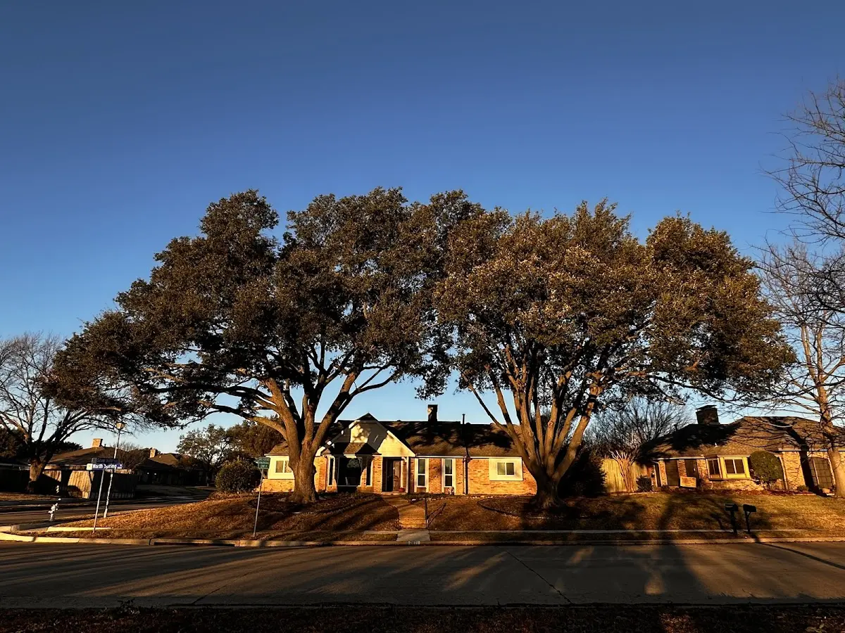 Established residential canopy tree shading a home in Brookfield